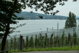 Am Rheinsee