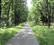 Im Wald zwischen Liebenwalde und Friedrichsthal