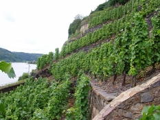 Steile Weinlagen bei Winningen