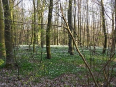 Anemoner i skovbunden/Anemones on a forest floor
