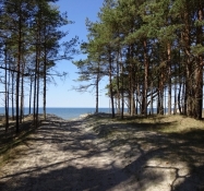 I den nærmest endeløse lettiske kystskov/In the sheer endless coastal forest of Latvia