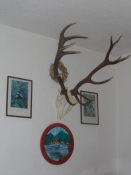 En 14-ender af en kronhjort i jagtstuen/A trophy of a stag with 14 ends of its antlers