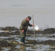 En muslingesamler søger i mudderet/A clammer searching the mud for cockles and mussels alive alive o