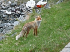 En ræv kommer tæt på/A fox is quite close to me