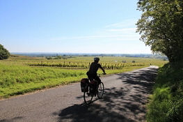 Weinfelder bei Saumur