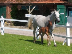 En hoppe viser sit 36 timer gamle føl frem/A mare shows her two day old foal