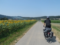 Solsikkemarker langs Rhin-ruten/Sunflower fields along the Rhine cycle route