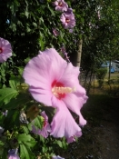 Hibiscus-busk på Kehl Campingplads/Hibiscus shrub on the Kehl campsite