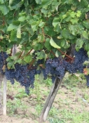 Weinfelder im Bordeaux