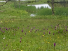 Orkideen majgøgeurt blomstrer ved Margrethe-søen/Early purple orchis in bloom near Margrethe lake