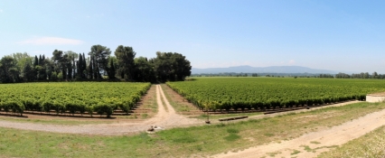 Vineyards near Puichéric