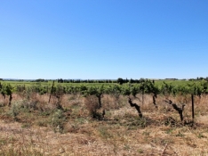 Vineyards, one after another