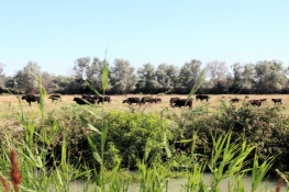 Black bulls