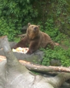 The caslte´s got even a bear cave. Here one of its residents has lunch