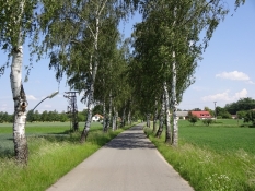 Birch alleys, minor roads and gentle climbs are a typical feature