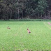 Brown hares