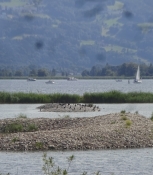 It gives room to a lagoon, which is home to many birds
