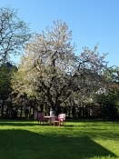 Campingpladsen i Ustka var en have med blomstrende frugttræer