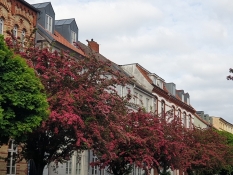 Blühende Rotdorn-Bäume machten die Altstadt noch malerischer