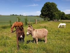 Zwei Esel und zwei Pferde, friedlich und harmonisch zusammen grasend