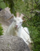 One of the white goats on the ledge below Hoejerup old church