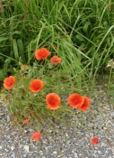 Poppies at the wayside