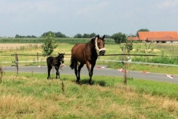 Horse paddock near Ostbevern