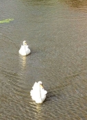 Burgsteinfurt, swans in the castleʹs moat