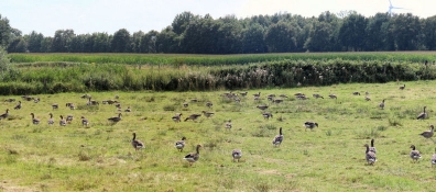Wild geese in the Kuhlenvenn