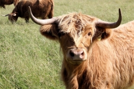 Highland Cattle bei Knüverdarp