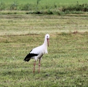 Stork in the Regnitz valley