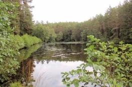 Forest lake in the Veldenstein Forest