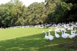 Goose farm in Katzenstein