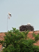 Storks in Feuchtwangen