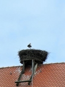 Storkʹs nest in Ipsheim