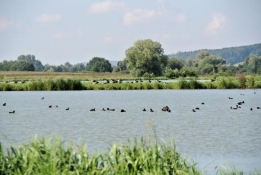 Ponds near Demantsfürth