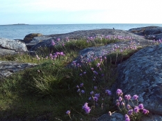 Forårsblomster i lyselilla passer godt til den grå klippe og det blå hav