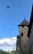 Swifts at the monastery